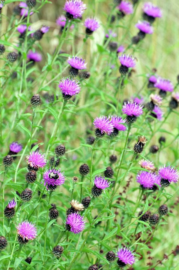 Black Knapweed (centaurea Nigra) Photograph by Dr. John Brackenbury ...