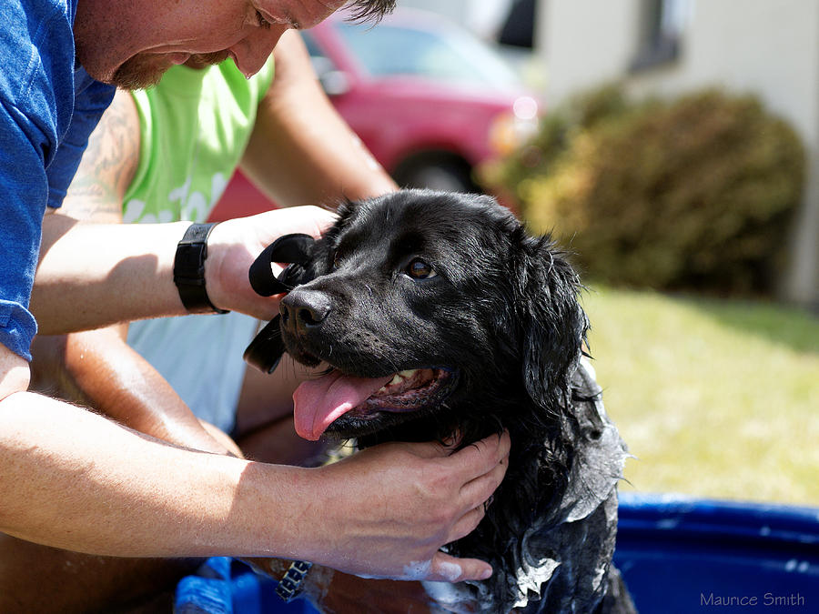 Black Lab Dog Bath Photograph by Maurice Smith - Fine Art America