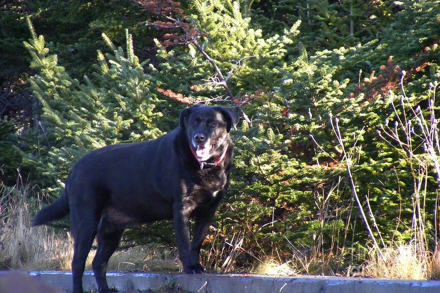 Black Lab in Dappled Light Photograph by Barbara A Griffin