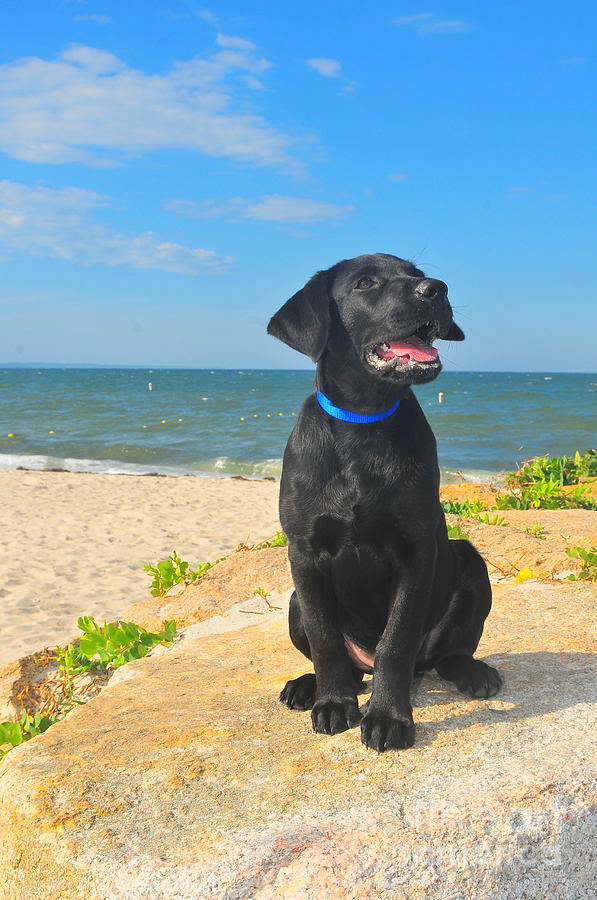 Summer Photograph - Black Lab Puppy by Catherine Reusch Daley