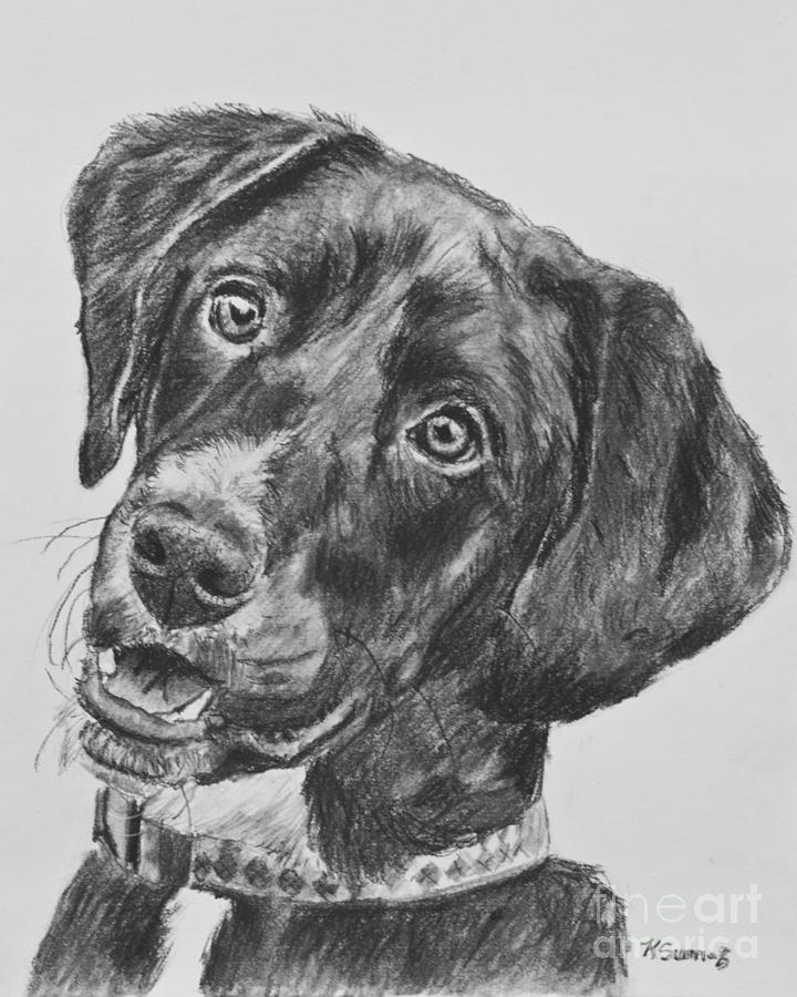 Labrador Retriever Drawing - Black Lab Puppy Charcoal Sketch by Kate Sumners