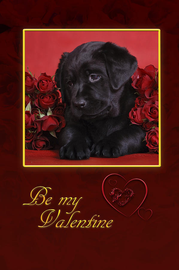 Black Lab Valentine Photograph by Waldek Dabrowski