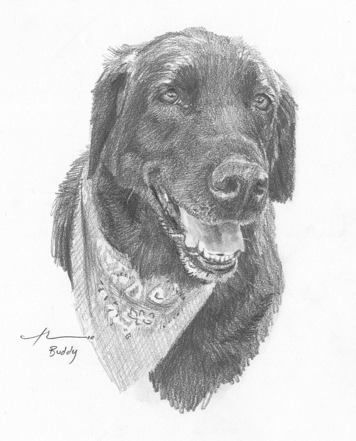 Black Lab With Bandana Pencil Portrait Drawing by Mike Theuer