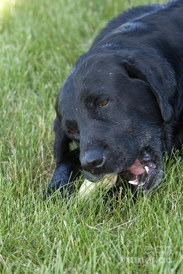 Animal Photograph - Black Lab With Bone by Linda Freshwaters Arndt