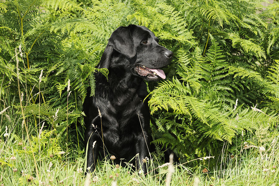 Black Labrador Dog Photograph by John Daniels