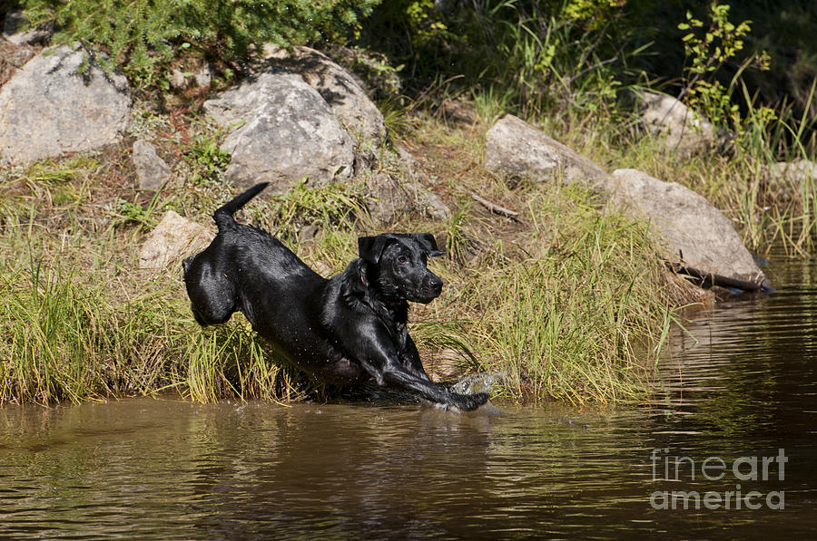 Labrador Retriever Photograph - Black Labrador Jumping Into Pond by William H. Mullins