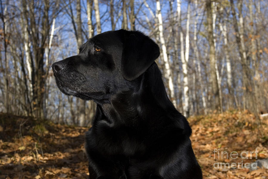 Black Labrador Photograph by Linda Freshwaters Arndt