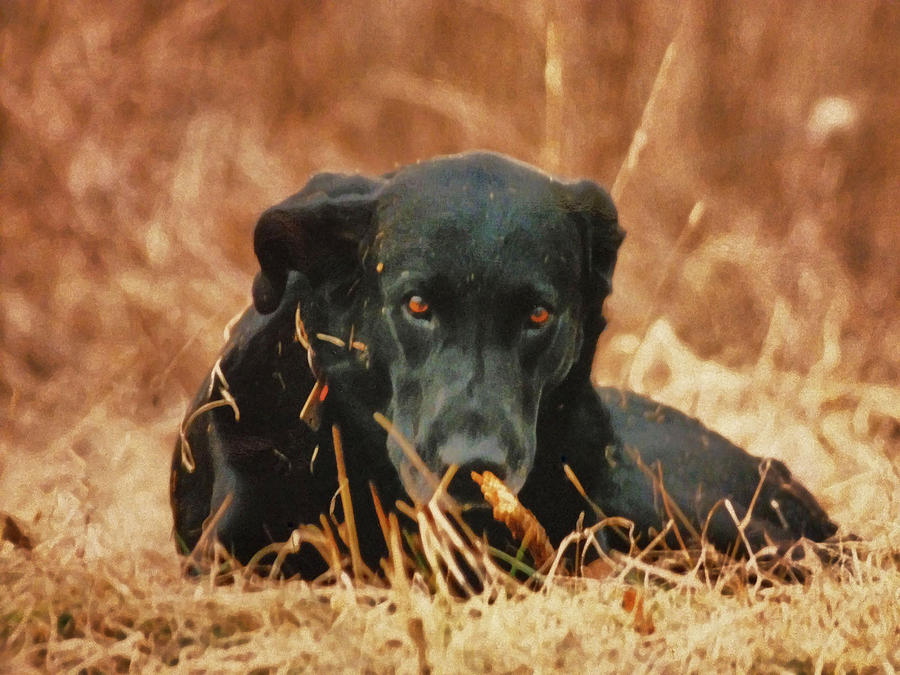 Black Labrador Photograph by Linda Sannuti
