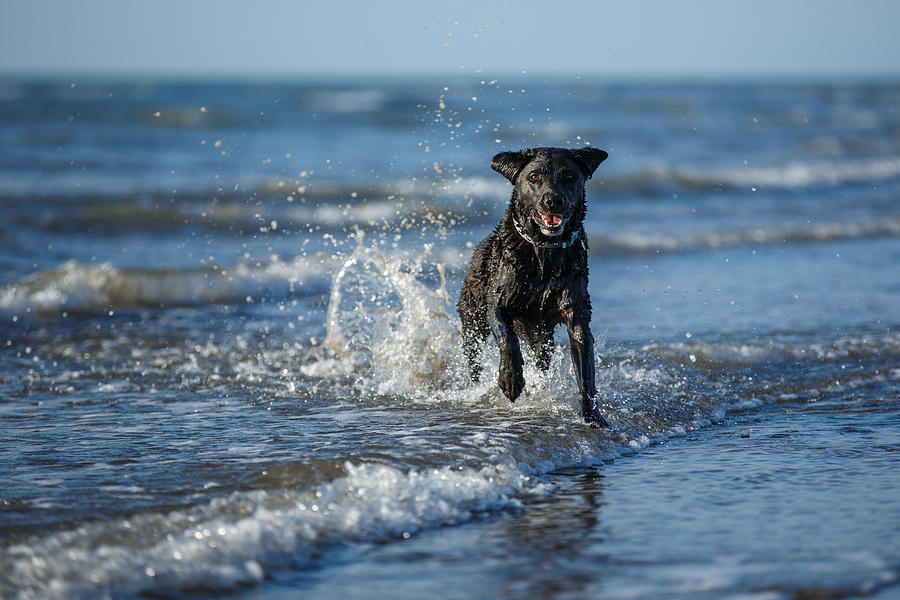 Dog Photograph - Black labrador on the beach by Izzy Standbridge