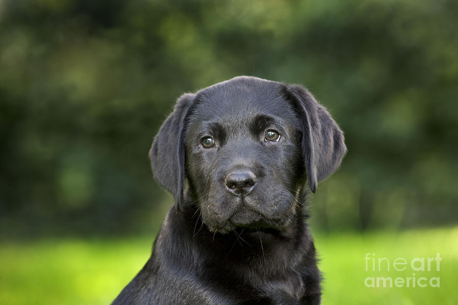 Black Labrador Puppy Photograph by Johan De Meester