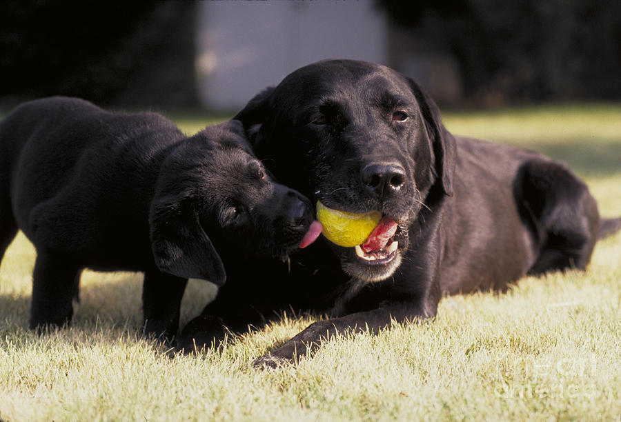 Black Labrador Retriever And Puppy Photograph by William H. Mullins