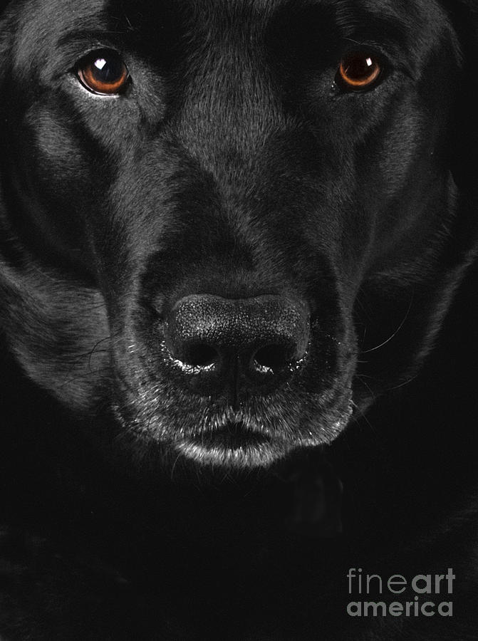 Labrador Retriever Photograph - Black Labrador Retriever by Diane Diederich