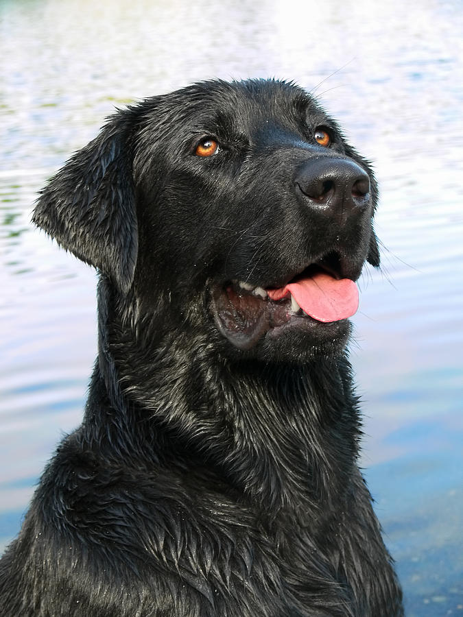 Labrador Retriever Photograph - Black Labrador Retriever Dog Smile by Jennie Marie Schell