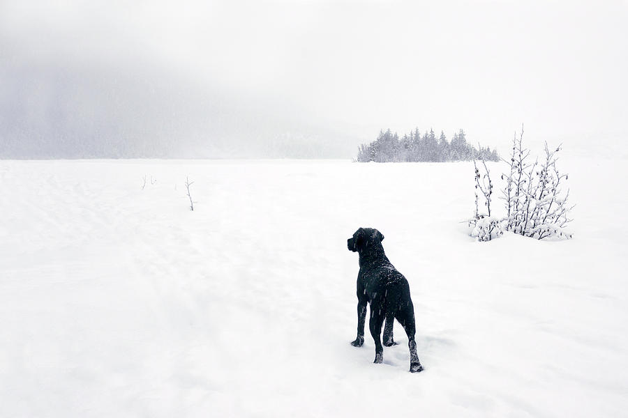 Black Labrador Retriever In Snowy Photograph by Dagny Willis