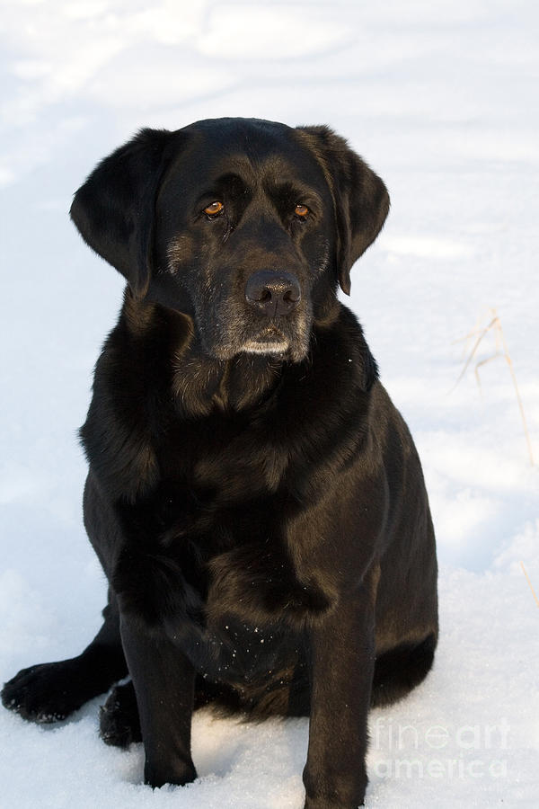 Black Labrador Retriever Photograph by Linda Freshwaters Arndt