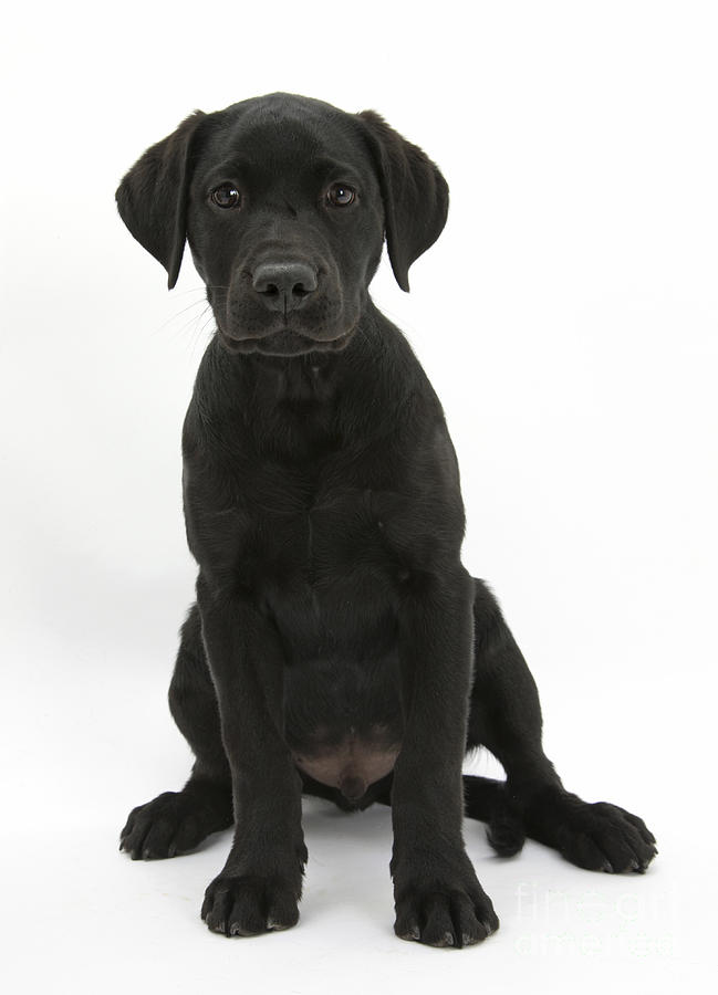 Black Labrador Retriever Pup Photograph by Mark Taylor