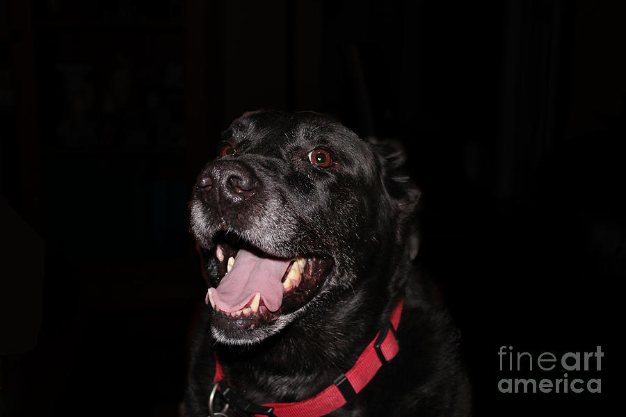 Black Labrador Retriever  - Smiling Dog - Dog Portrait Photograph by Barbara A Griffin