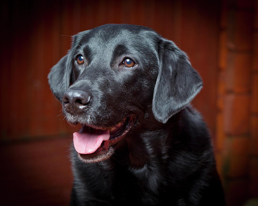 Black Labrador Retriever. Young Male Photograph by Animal Images