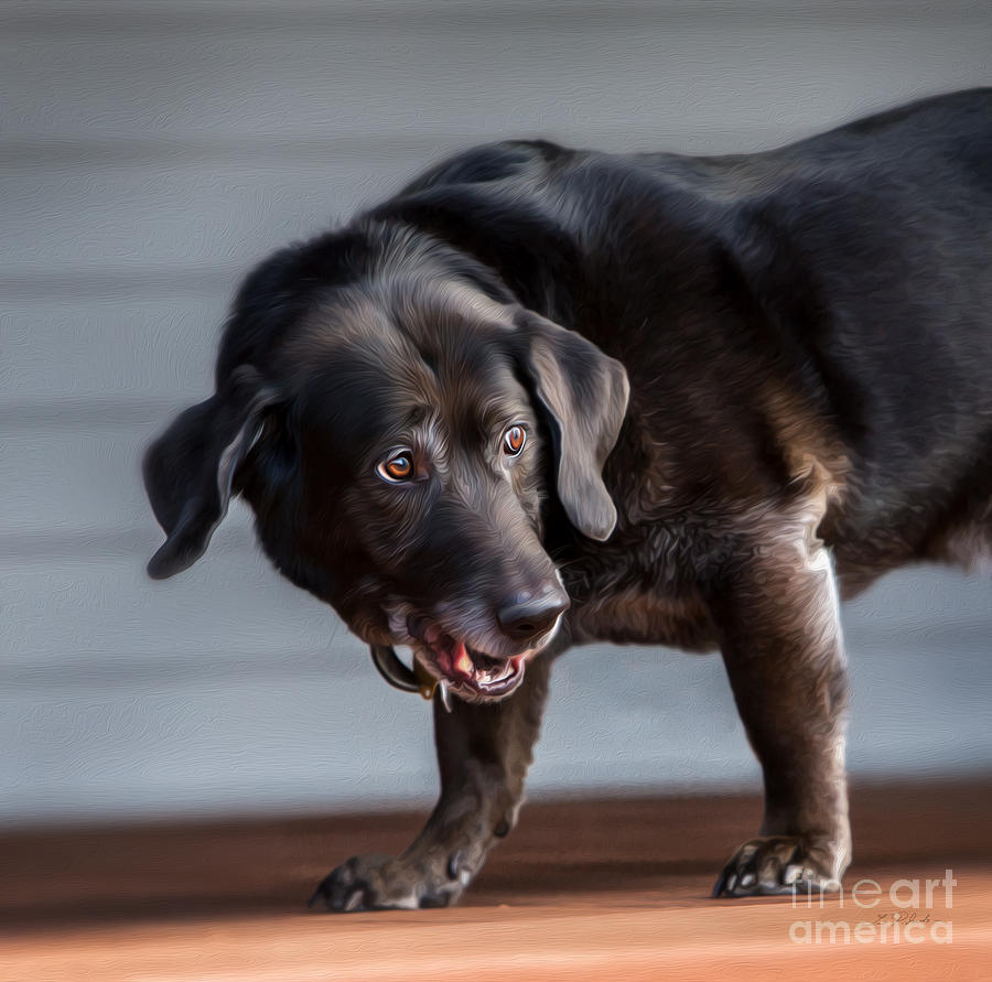 Black Labrador Photograph - Black Labrador Senior Digital Oil by Iris Richardson