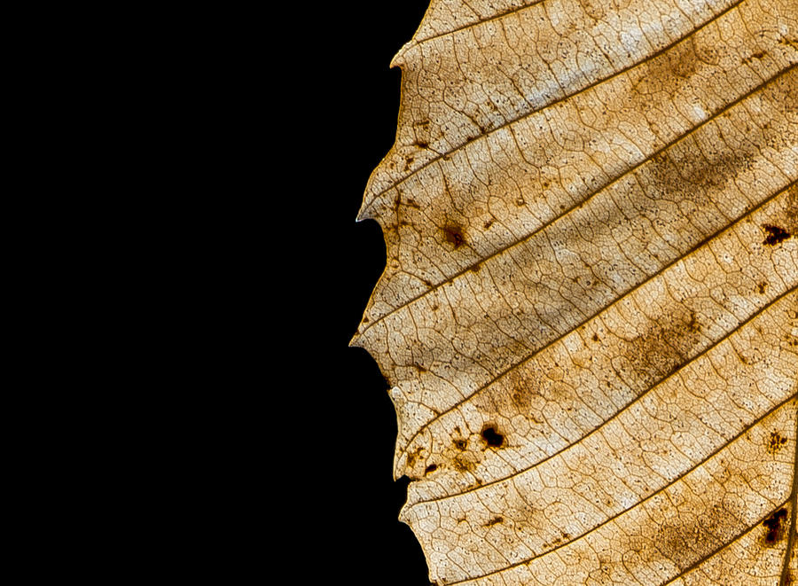 Leaf Photograph - Black Leaf by Jagged North