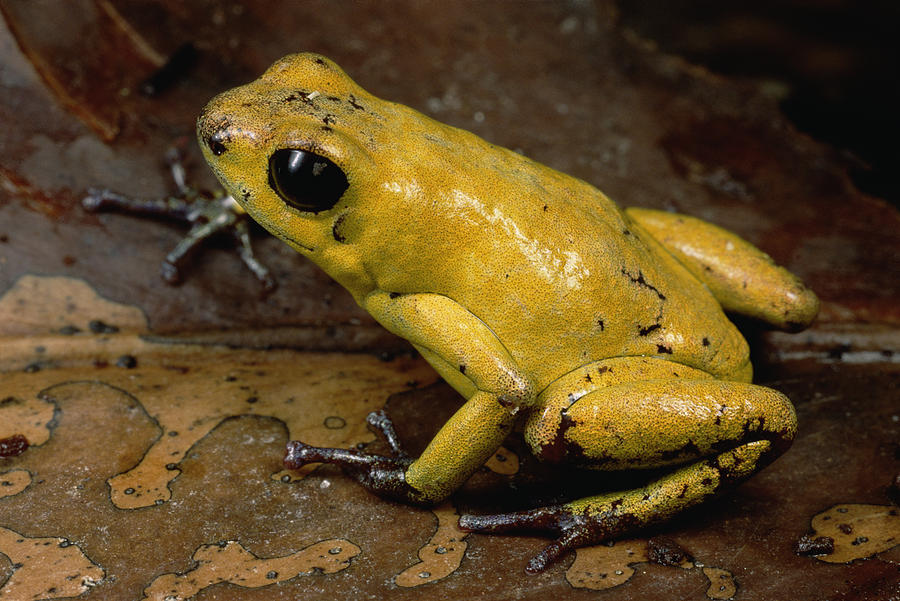 Black-legged Poison Dart Frog Colombia Photograph by Mark Moffett