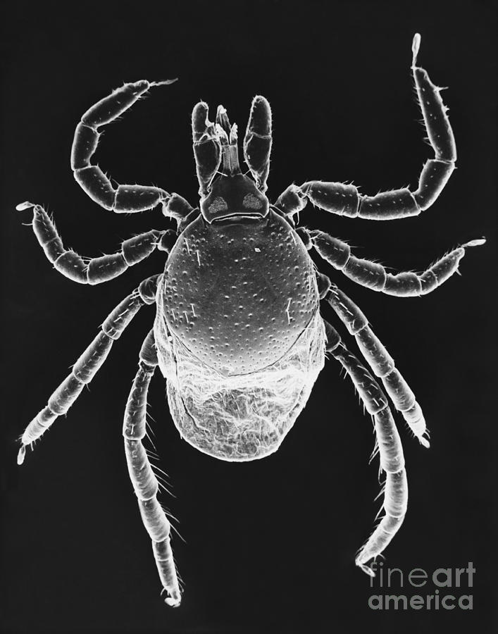 Black-legged Tick Photograph by David M. Phillips