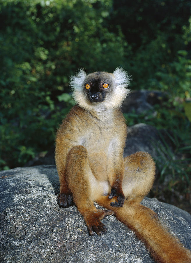 Black Lemur Female Madagascar Photograph by Konrad Wothe