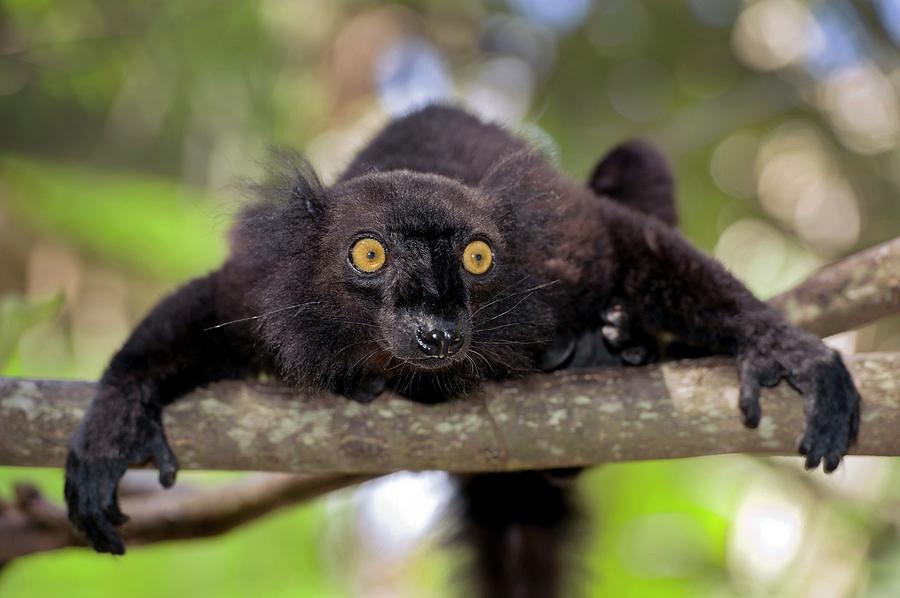 Black Lemur Male Photograph by Tony Camacho/science Photo Library
