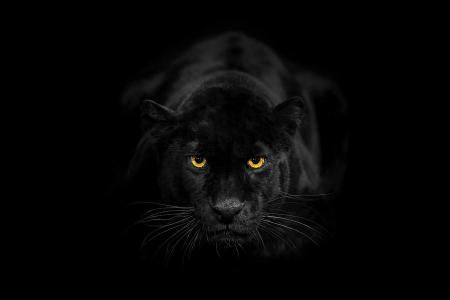 Black leopard looking to the camera angrily Photograph by Ibrahim Suha Derbent