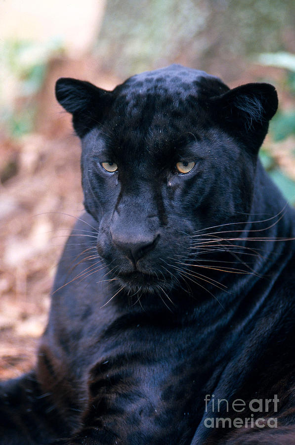 Black Leopard Photograph by Mark Newman