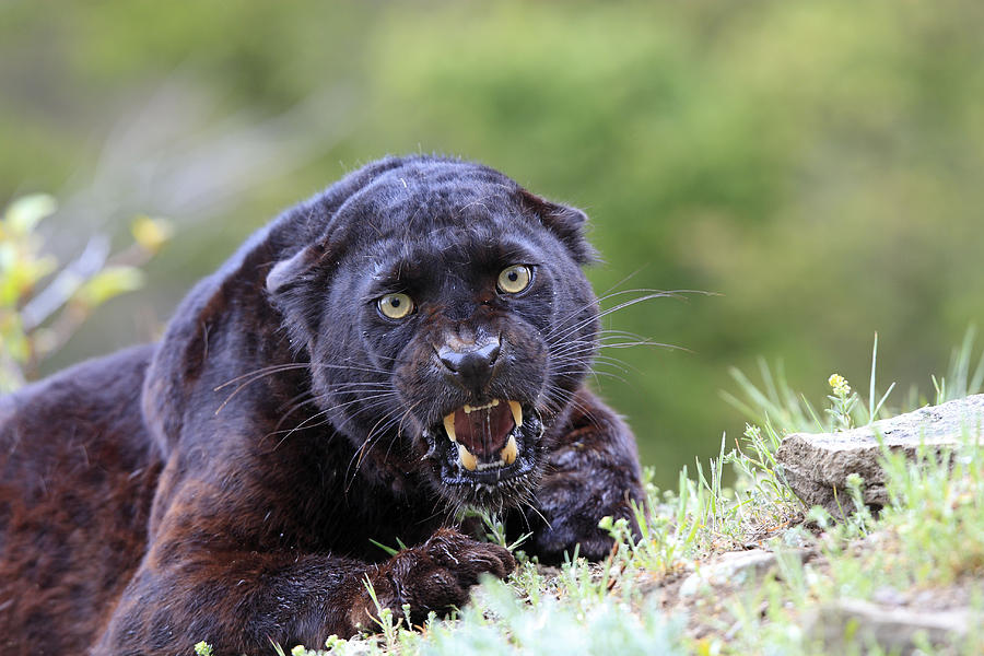 Black Leopard Snarling Photograph by M. Watson