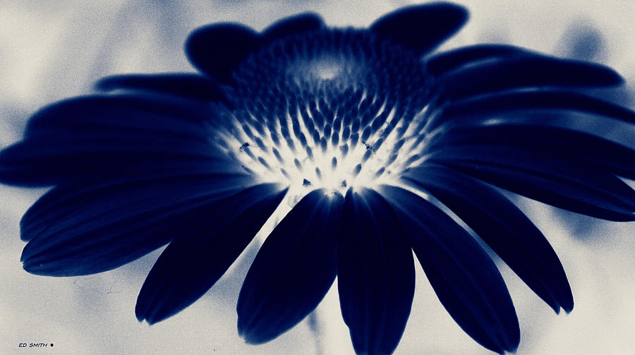 Black Light Blue Photograph by Edward Smith