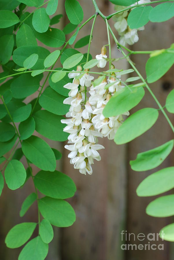 Black Locust Tree Blooms Photograph by Lila Fisher-Wenzel