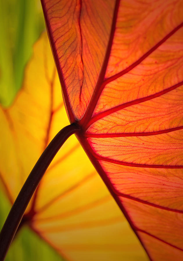 Black Magic Elephant Ear Photograph By Kelvin Taylor Fine Art America   Black Magic Elephant Ear Kelvin Taylor 