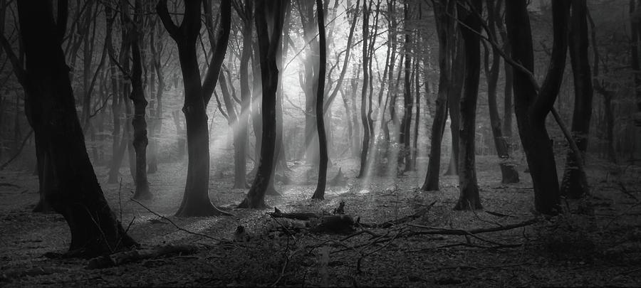 Black Magic Photograph by Saskia Dingemans - Fine Art America