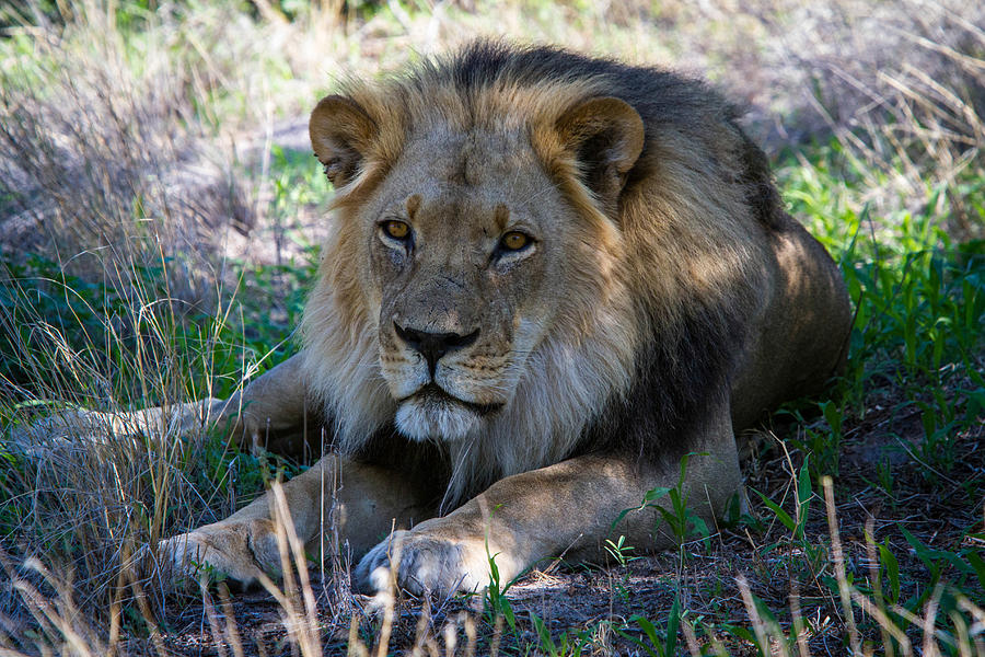 Black Main Lion Photograph By John Yates