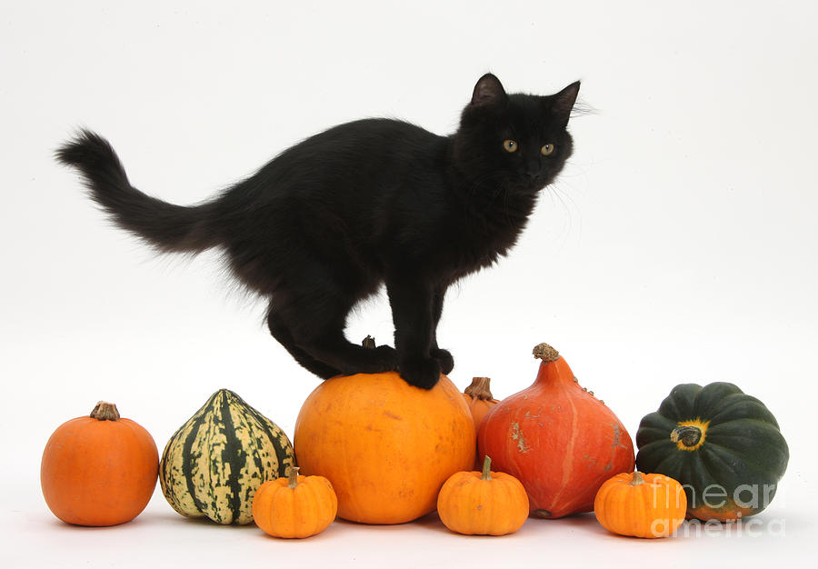 Black Maine Coon Kitten On Halloween Photograph by Mark Taylor