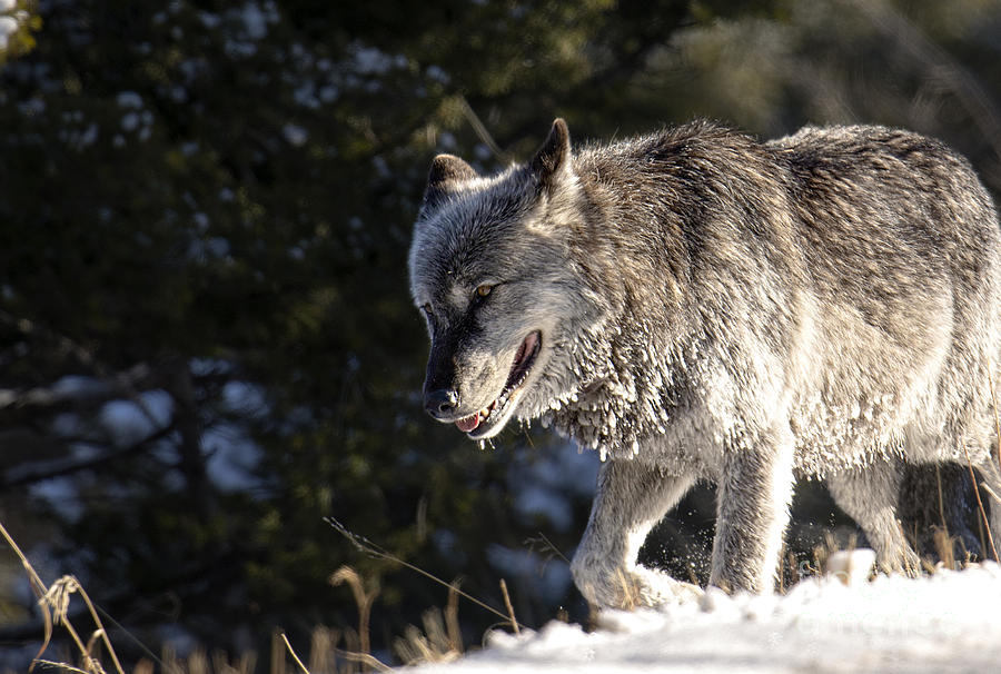 Black Male Wolf in Yellowstone Photograph by Deby Dixon