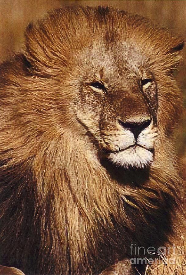 Lion Photograph - Black Maned Lion Portrait by Diane Kurtz