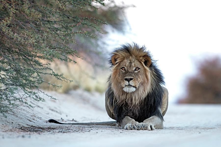 Black-maned Male African Lion Photograph by Tony Camacho/science Photo Library