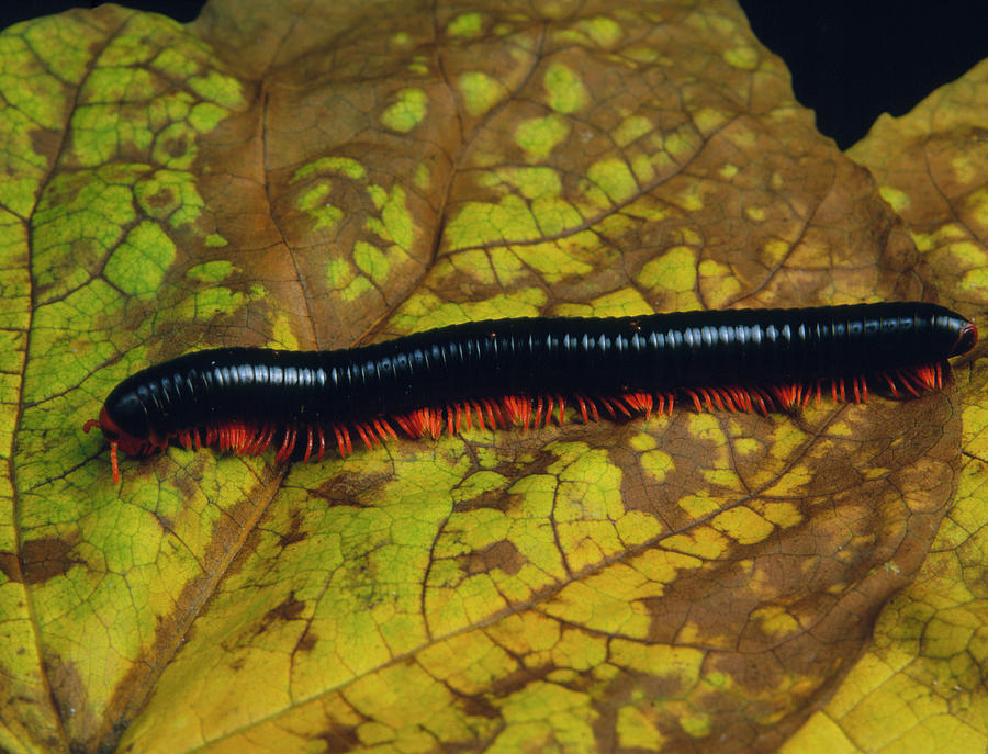 Black Millipede From Mombassa Photograph by Sinclair Stammers/science ...