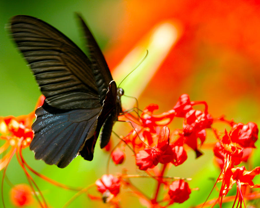 Black Monarch on red flowers Photograph by Frank Savarese | Fine Art ...