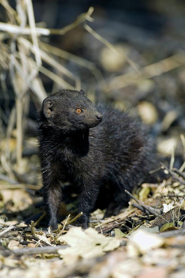 Black Mongoose Photograph by Tony Camacho/science Photo Library