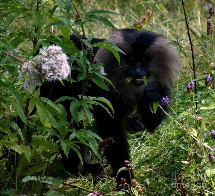Black monkey eating Photograph by Susanne Baumann
