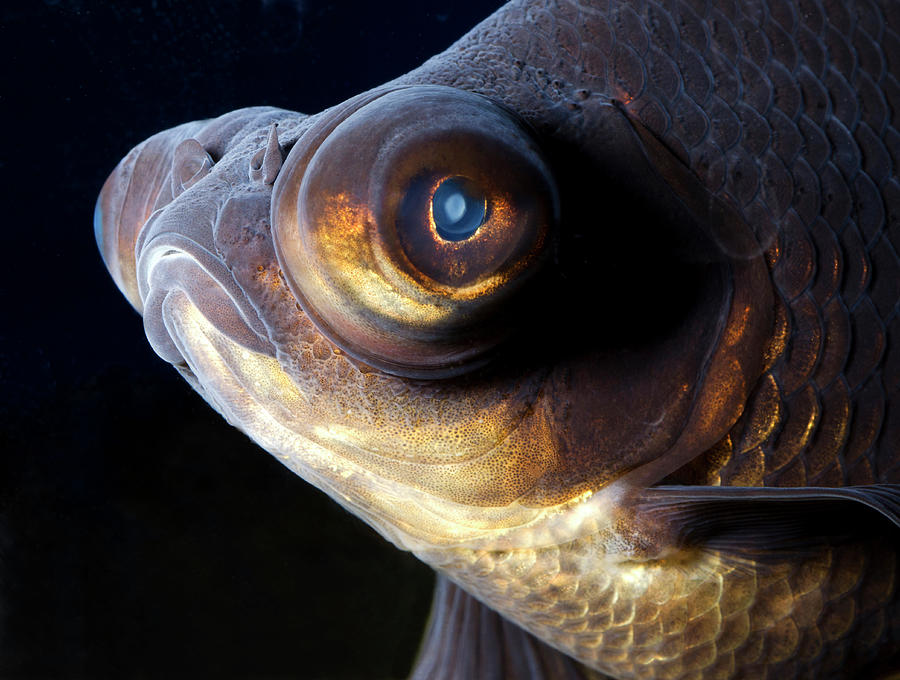 Fish Photograph - Black Moor Fish by Nigel Downer