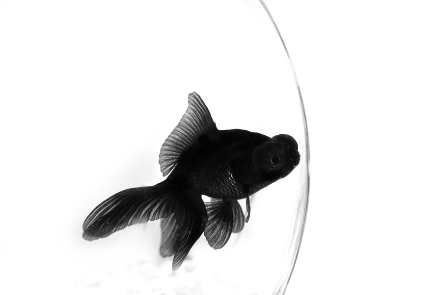 Black Moor Goldfish in Bowl Photograph by Nathan Abbott