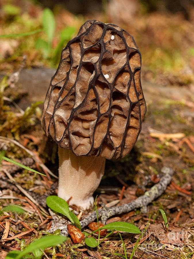 Mushroom Photograph - Black Morel by Charles Kozierok