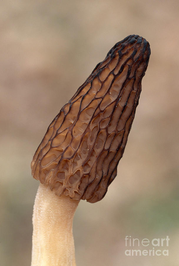 Mushroom Photograph - Black Morel by Larry West