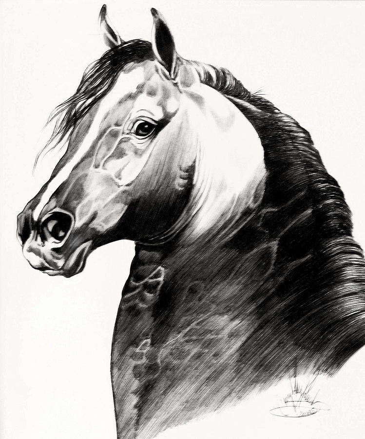 Black Stallion Drawing by Cheryl Poland Fine Art America