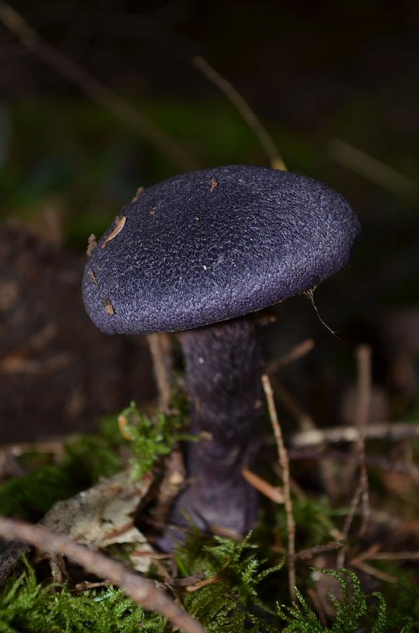Black Mushroom Photograph by Laureen Murtha Menzl